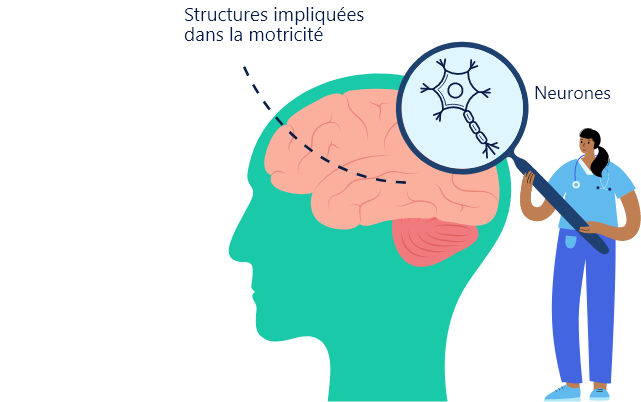 Coupe d'un cerveau présentant un zoom sur les neurones